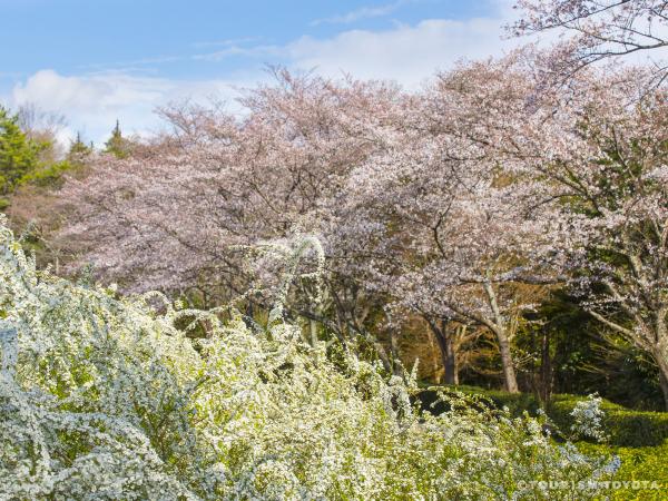 愛知県緑化センターのサクラとユキヤナギ