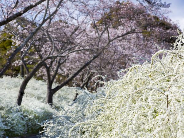 愛知県緑化センターのサクラとユキヤナギ