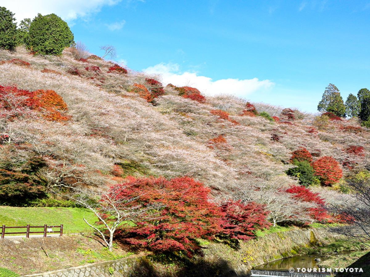 川見四季桜の里